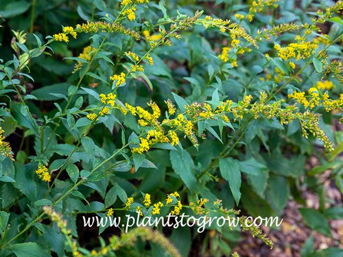 Elm Leaf Goldenrod (Solidago ulmifolia)